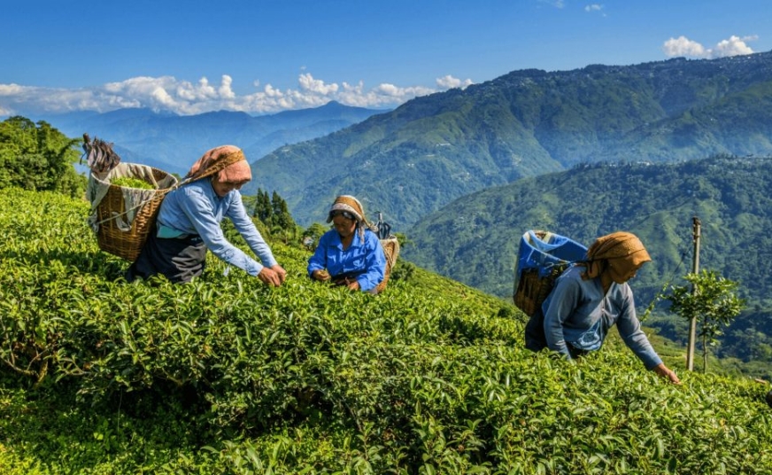 Happy Valley Tea Estate