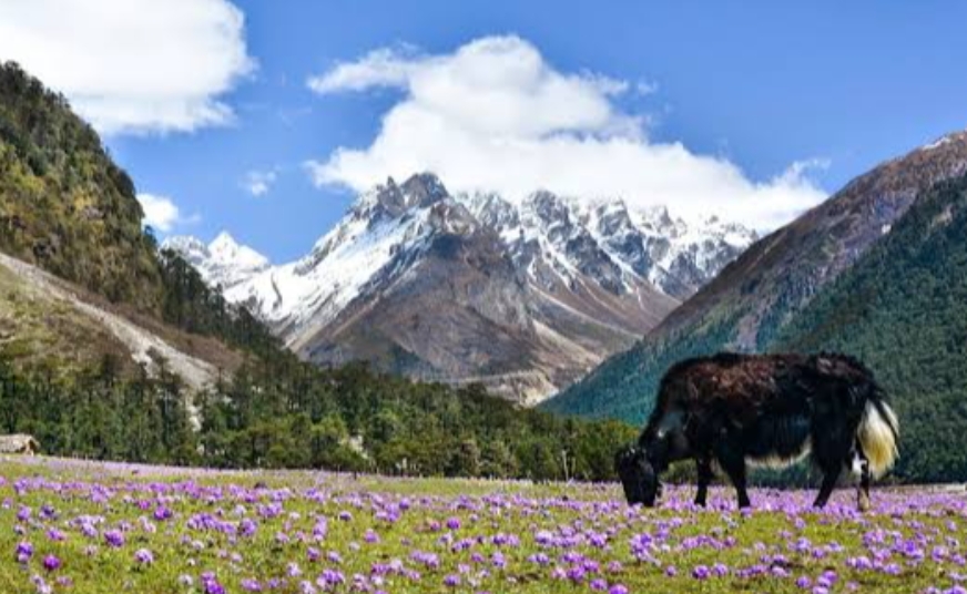 YUMTHANG VALLEY