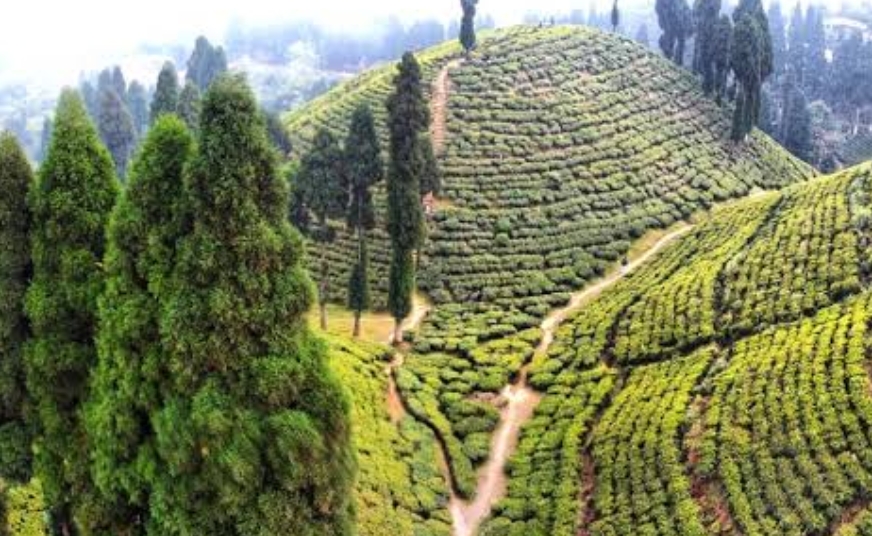 GOPALDHARA TEA GARDEN