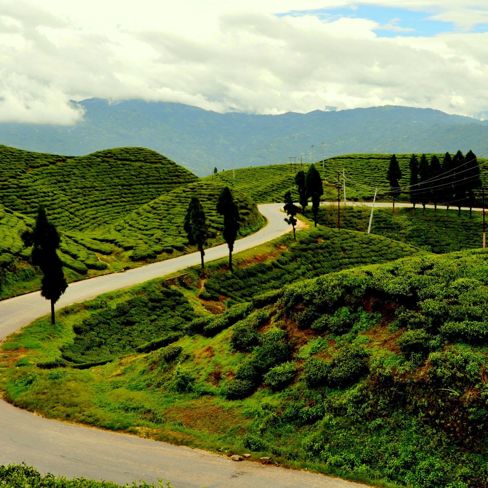 Day 9 Pelling to Bagdogra Airport/ NJP Railway Station