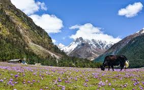 Day 5 Lachung to Lachung - Yumthang Valley Excursion